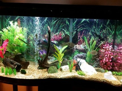 90 gallons freshwater fish tank (mostly fish and non-living decorations) - 90 gallon wave front 90 gallons freshwater fish tank (mostly fish and non-living decorations) - 90 gallon wave front