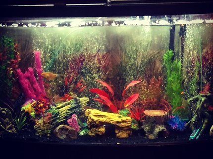 90 gallons freshwater fish tank (mostly fish and non-living decorations) - original setup of 90 gallon 90 gallons freshwater fish tank (mostly fish and non-living decorations) - original setup of 90 gallon