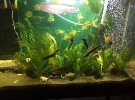 220 gallons freshwater fish tank (mostly fish and non-living decorations) - 4 eels and arowana in a 65 gallon , waiting for them to be big enough for the 220g predator communauty 220 gallons freshwater fish tank (mostly fish and non-living decorations) - 4 eels and arowana in a 65 gallon , waiting for them to be big enough for the 220g predator communauty