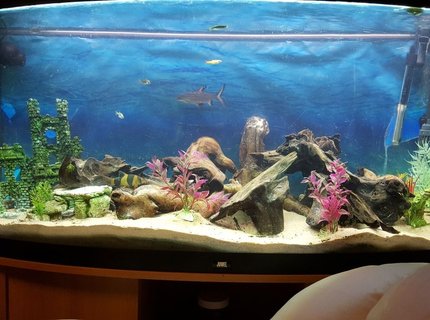 52 gallons freshwater fish tank (mostly fish and non-living decorations) - New juwel 250l tank 52 gallons freshwater fish tank (mostly fish and non-living decorations) - New juwel 250l tank