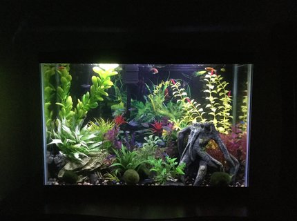 15 gallons freshwater fish tank (mostly fish and non-living decorations) - 15 gallon freshwater 15 gallons freshwater fish tank (mostly fish and non-living decorations) - 15 gallon freshwater