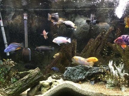 110 gallons freshwater fish tank (mostly fish and non-living decorations) - 110 gallon African Cichlid Aquarium. 110 gallons freshwater fish tank (mostly fish and non-living decorations) - 110 gallon African Cichlid Aquarium.