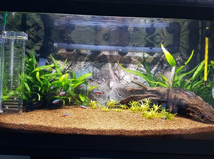 15 gallons freshwater fish tank (mostly fish and non-living decorations) - My first bedroom tank 15 gallons freshwater fish tank (mostly fish and non-living decorations) - My first bedroom tank