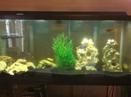 6 gallons freshwater fish tank (mostly fish and non-living decorations) - Normal activity in a mostly male African tank 6 gallons freshwater fish tank (mostly fish and non-living decorations) - Normal activity in a mostly male African tank
