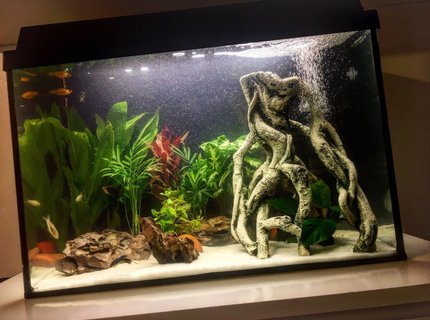 200 gallons freshwater fish tank (mostly fish and non-living decorations) - Freshwater planted community fish Aquarium 200 gallons freshwater fish tank (mostly fish and non-living decorations) - Freshwater planted community fish Aquarium