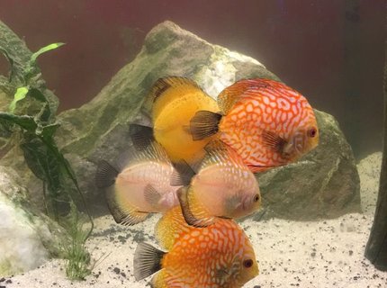 110 gallons freshwater fish tank (mostly fish and non-living decorations) - 110 gallon discus tank 110 gallons freshwater fish tank (mostly fish and non-living decorations) - 110 gallon discus tank