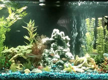 65 gallons freshwater fish tank (mostly fish and non-living decorations) - 60 gallon freshwater tank with fake plants.
5 bloodthin tetras
4 black neon tetras
1 angel fish
3 platys
5 Cory cats
3 Dennison Barb's
3 cherry Barb's
2 algae eaters
4 black skirt tetras
6 red minor tetras
4 gouramis 65 gallons freshwater fish tank (mostly fish and non-living decorations) - 60 gallon freshwater tank with fake plants.
5 bloodthin tetras
4 black neon tetras
1 angel fish
3 platys
5 Cory cats
3 Dennison Barb's
3 cherry Barb's
2 algae eaters
4 black skirt tetras
6 red minor tetras
4 gouramis