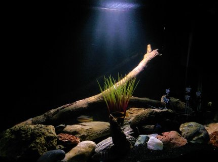 50 gallons freshwater fish tank (mostly fish and non-living decorations) - Fresh water tank, only cichlids :) 50 gallons freshwater fish tank (mostly fish and non-living decorations) - Fresh water tank, only cichlids :)