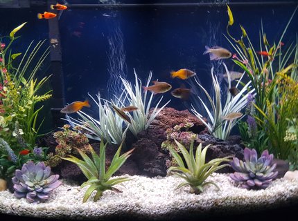 46 gallons freshwater fish tank (mostly fish and non-living decorations) - My freshwater community aquarium 46 gallons freshwater fish tank (mostly fish and non-living decorations) - My freshwater community aquarium