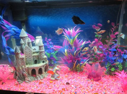 20 gallons freshwater fish tank (mostly fish and non-living decorations) - This is a 20 gallon tank, 12 x 24, whisper filter, newer heater (needs no adjustment), fluorescent light, pink gravel, castle, dragon. pink crystal, plastic plants (pink and purple) 20 gallons freshwater fish tank (mostly fish and non-living decorations) - This is a 20 gallon tank, 12 x 24, whisper filter, newer heater (needs no adjustment), fluorescent light, pink gravel, castle, dragon. pink crystal, plastic plants (pink and purple)