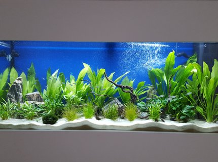 55 gallons freshwater fish tank (mostly fish and non-living decorations) - My first fish tank at 2 months. 55 gallons freshwater fish tank (mostly fish and non-living decorations) - My first fish tank at 2 months.