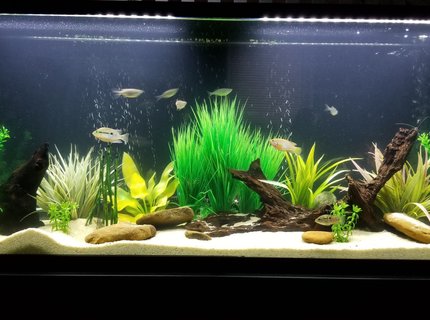 55 gallons freshwater fish tank (mostly fish and non-living decorations) - South American cichlid tank.
1 Firemouth (male)
1 Convict (female)
1 juvenile JD
2 Pictus cats
1 Cory cat
5 Giant Danio 55 gallons freshwater fish tank (mostly fish and non-living decorations) - South American cichlid tank.
1 Firemouth (male)
1 Convict (female)
1 juvenile JD
2 Pictus cats
1 Cory cat
5 Giant Danio