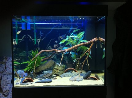 200 gallons freshwater fish tank (mostly fish and non-living decorations) - Current Update 200 gallons freshwater fish tank (mostly fish and non-living decorations) - Current Update