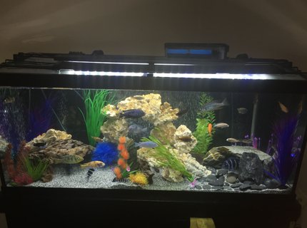 75 gallons freshwater fish tank (mostly fish and non-living decorations) - Mixed African Cichlid tank 75 gallons freshwater fish tank (mostly fish and non-living decorations) - Mixed African Cichlid tank