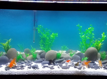 75 gallons freshwater fish tank (mostly fish and non-living decorations) - Goldie tank 75 gallons freshwater fish tank (mostly fish and non-living decorations) - Goldie tank