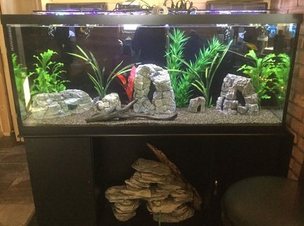 125 gallons freshwater fish tank (mostly fish and non-living decorations) - Frontosa, mix of cichlids, royal pleco, non living plants. decor rocks, and drift wood, brown gravel, Marine filters 125 gallons freshwater fish tank (mostly fish and non-living decorations) - Frontosa, mix of cichlids, royal pleco, non living plants. decor rocks, and drift wood, brown gravel, Marine filters