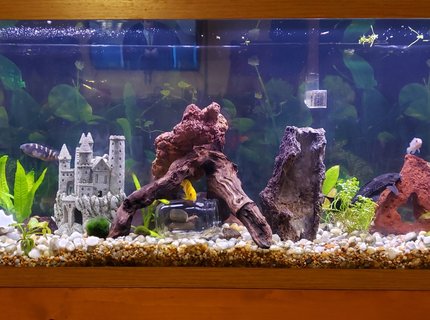 55 gallons freshwater fish tank (mostly fish and non-living decorations) - 55 gal 55 gallons freshwater fish tank (mostly fish and non-living decorations) - 55 gal