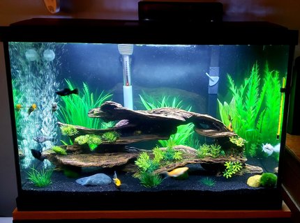20 gallons freshwater fish tank (mostly fish and non-living decorations) - Mollie 20g tank 20 gallons freshwater fish tank (mostly fish and non-living decorations) - Mollie 20g tank