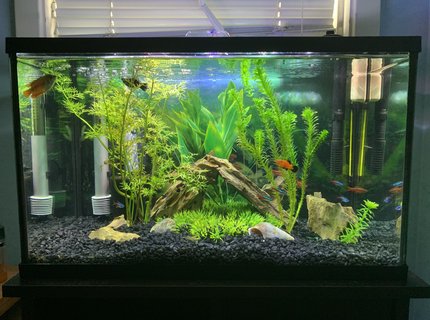 10 gallons freshwater fish tank (mostly fish and non-living decorations) - My 10 gallon semi-planted tank 10 gallons freshwater fish tank (mostly fish and non-living decorations) - My 10 gallon semi-planted tank
