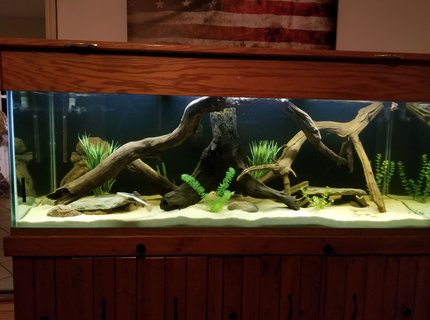 250 gallons freshwater fish tank (mostly fish and non-living decorations) - River Monsters 250 gallons freshwater fish tank (mostly fish and non-living decorations) - River Monsters
