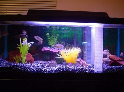 20 gallons freshwater fish tank (mostly fish and non-living decorations) - Lookin' Good 20 gallons freshwater fish tank (mostly fish and non-living decorations) - Lookin' Good
