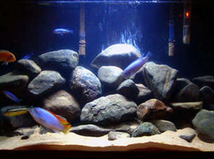 20 gallons freshwater fish tank (mostly fish and non-living decorations) - Here's the same fish in their new 29 gal. (minus the plecos and the venustus...but I added 2 Johannis, a kenyi, and an orange calico of some sort) 20 gallons freshwater fish tank (mostly fish and non-living decorations) - Here's the same fish in their new 29 gal. (minus the plecos and the venustus...but I added 2 Johannis, a kenyi, and an orange calico of some sort)