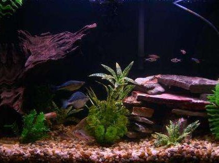 45 gallons freshwater fish tank (mostly fish and non-living decorations) - My half-wooded setup.
Had to take one piece of driftwood out to get clearer water. I'm pretty happy with it- and the fishies are really happy :) 45 gallons freshwater fish tank (mostly fish and non-living decorations) - My half-wooded setup.
Had to take one piece of driftwood out to get clearer water. I'm pretty happy with it- and the fishies are really happy :)