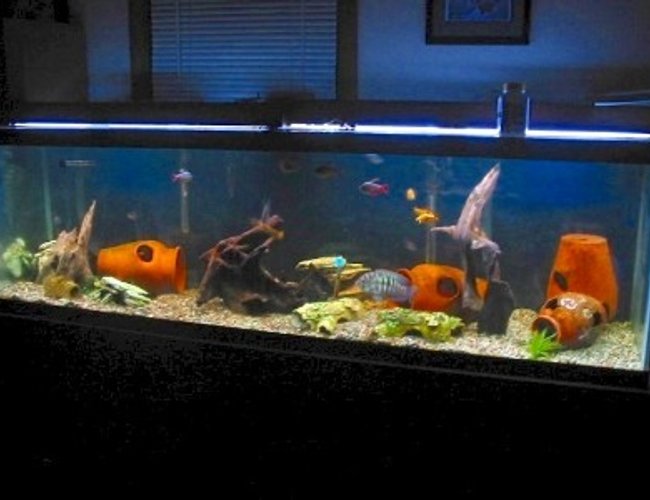 freshwater fish tank (mostly fish and non-living decorations) - I have added some malaysian driftwood This is one of my 11 tanks, it is a 125 gallon with 4 blue acaras which arespawning,a vampire pleco, leapord cactus pleco, 16 inch common pleco, 4 mystus catfish, 2 bambi catfish, 4 bullseye catfish, gold barbs, columbian tetras, pearl danios and black widow tetras. If anyone has suggestions on how to make it better I am up for suggestions though I am pretty with how it turned out.I only have a few live plants as they are uprooted in seconds.Thanks freshwater fish tank (mostly fish and non-living decorations) - I have added some malaysian driftwood This is one of my 11 tanks, it is a 125 gallon with 4 blue acaras which arespawning,a vampire pleco, leapord cactus pleco, 16 inch common pleco, 4 mystus catfish, 2 bambi catfish, 4 bullseye catfish, gold barbs, columbian tetras, pearl danios and black widow tetras. If anyone has suggestions on how to make it better I am up for suggestions though I am pretty with how it turned out.I only have a few live plants as they are uprooted in seconds.Thanks