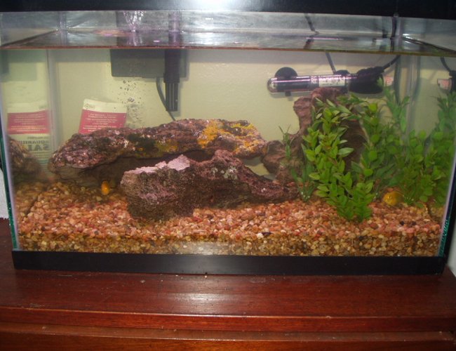 44 gallons freshwater fish tank (mostly fish and non-living decorations) - My 10 gallon cichlid tank with 5 fish. 3 are electric yellows. This tank is stable and fun to keep 44 gallons freshwater fish tank (mostly fish and non-living decorations) - My 10 gallon cichlid tank with 5 fish. 3 are electric yellows. This tank is stable and fun to keep