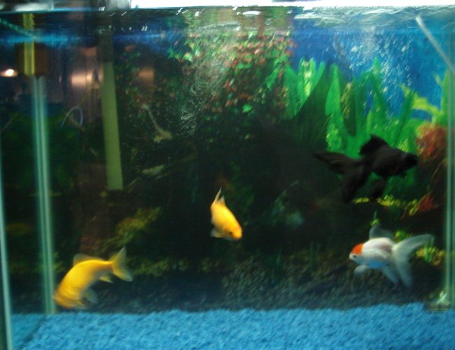 44 gallons freshwater fish tank (mostly fish and non-living decorations) - my tank 44 gallons freshwater fish tank (mostly fish and non-living decorations) - my tank