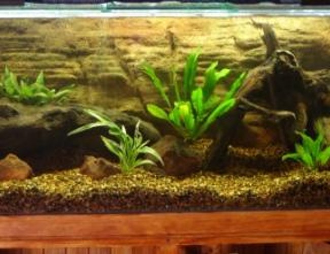 290 gallons freshwater fish tank (mostly fish and non-living decorations) - Home made stand, 4 foot by 18"w by 20"h tank.Aqua one 1200 canister filter, 300 watt heater. 290 gallons freshwater fish tank (mostly fish and non-living decorations) - Home made stand, 4 foot by 18"w by 20"h tank.Aqua one 1200 canister filter, 300 watt heater.