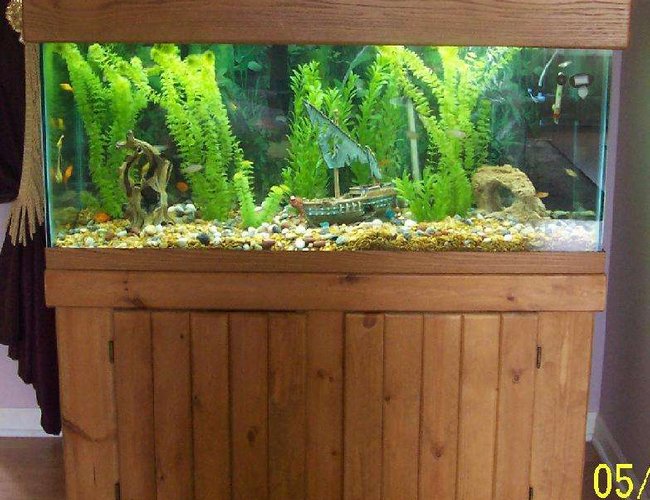80 gallons freshwater fish tank (mostly fish and non-living decorations) - My 80 gallon. 80 gallons freshwater fish tank (mostly fish and non-living decorations) - My 80 gallon.