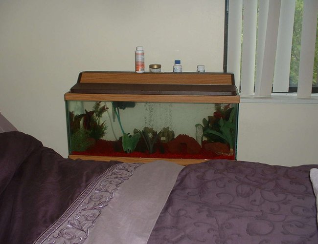 20 gallons freshwater fish tank (mostly fish and non-living decorations) - Pic of my 20 gal 20 gallons freshwater fish tank (mostly fish and non-living decorations) - Pic of my 20 gal
