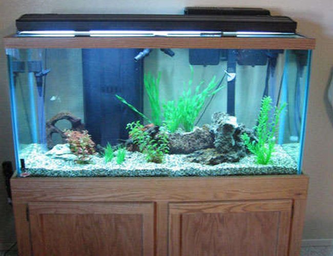90 gallons freshwater fish tank (mostly fish and non-living decorations) - Front View of my 90 gallon barb tank. 90 gallons freshwater fish tank (mostly fish and non-living decorations) - Front View of my 90 gallon barb tank.