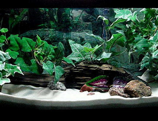 20 gallons freshwater fish tank (mostly fish and non-living decorations) - If you do not give this tank a high rating please tell me why and what you think it needs.. Thanks. 20 gallons freshwater fish tank (mostly fish and non-living decorations) - If you do not give this tank a high rating please tell me why and what you think it needs.. Thanks.
