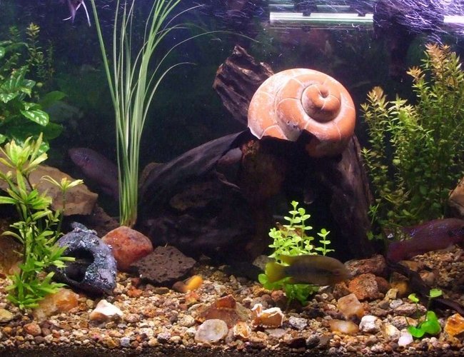 90 gallons freshwater fish tank (mostly fish and non-living decorations) - my cichlid community tank with a variety of cichlids including 2 rainbow chichlid's, 4 bristle nose pleco's, 1 pictus catfish, 3 khuli loaches, 1 convict, 1 firemouth, 1 flameback, 3 bolivian butterfly's, 2 red forest jewel's, 1 electric yellow,
1 princess, 2 angel's, 1 sertivum, 2 blood peacocks(not sure about the name), 2 kribensis, 90 gallons freshwater fish tank (mostly fish and non-living decorations) - my cichlid community tank with a variety of cichlids including 2 rainbow chichlid's, 4 bristle nose pleco's, 1 pictus catfish, 3 khuli loaches, 1 convict, 1 firemouth, 1 flameback, 3 bolivian butterfly's, 2 red forest jewel's, 1 electric yellow,
1 princess, 2 angel's, 1 sertivum, 2 blood peacocks(not sure about the name), 2 kribensis,