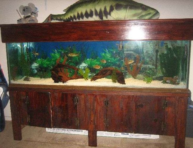 125 gallons freshwater fish tank (mostly fish and non-living decorations) - MY FISH TANK 125 gallons freshwater fish tank (mostly fish and non-living decorations) - MY FISH TANK