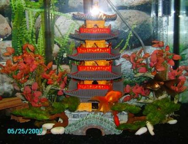 25 gallons freshwater fish tank (mostly fish and non-living decorations) - My mini oriental zen garden! 25 gallons freshwater fish tank (mostly fish and non-living decorations) - My mini oriental zen garden!