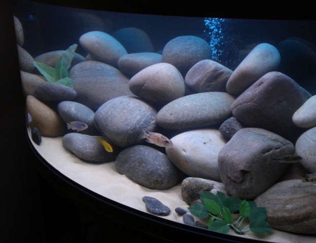 76 gallons freshwater fish tank (mostly fish and non-living decorations) - Side view of Rena Panorama 120 bowfront 76 gallons freshwater fish tank (mostly fish and non-living decorations) - Side view of Rena Panorama 120 bowfront