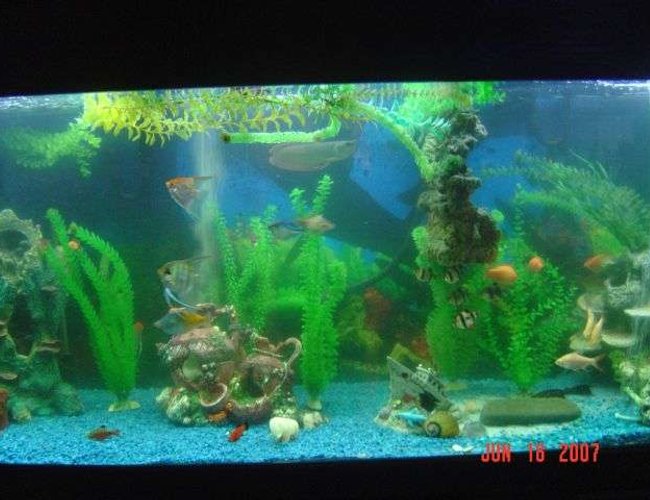220 gallons freshwater fish tank (mostly fish and non-living decorations) - 220 gallon freshwater tank 220 gallons freshwater fish tank (mostly fish and non-living decorations) - 220 gallon freshwater tank