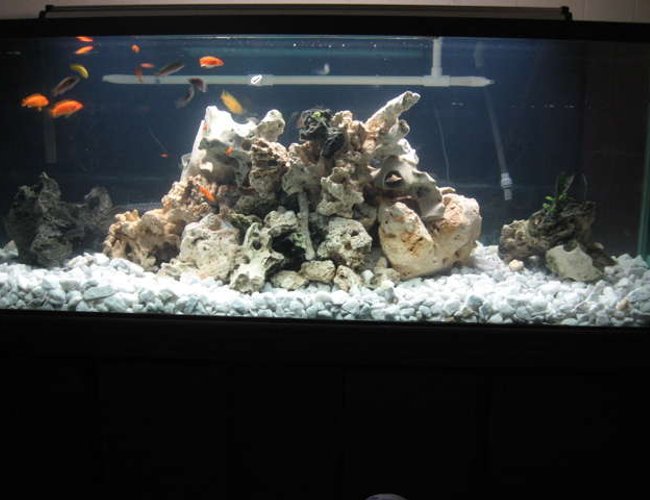32767 gallons freshwater fish tank (mostly fish and non-living decorations) - 180Gallon Malawi reef tank. 32767 gallons freshwater fish tank (mostly fish and non-living decorations) - 180Gallon Malawi reef tank.
