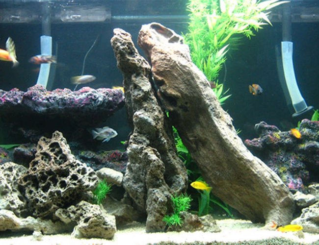 70 gallons freshwater fish tank (mostly fish and non-living decorations) - African Rift 70 gallons freshwater fish tank (mostly fish and non-living decorations) - African Rift