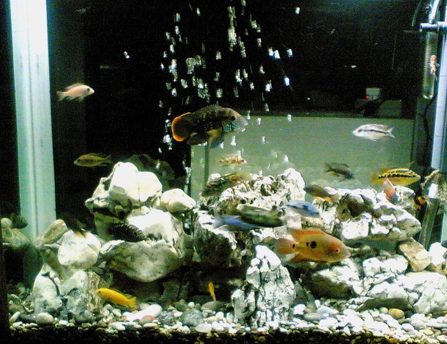 64 gallons freshwater fish tank (mostly fish and non-living decorations) - My Fishes are Green Terror , Jack Dempsey, Red Devil , Salvin , Texasi , Chocolate , Malawi Cichlids 64 gallons freshwater fish tank (mostly fish and non-living decorations) - My Fishes are Green Terror , Jack Dempsey, Red Devil , Salvin , Texasi , Chocolate , Malawi Cichlids