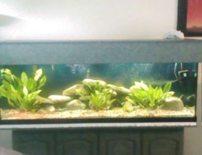 125 gallons freshwater fish tank (mostly fish and non-living decorations) - clear view white and blue light same tank 125 gallons freshwater fish tank (mostly fish and non-living decorations) - clear view white and blue light same tank