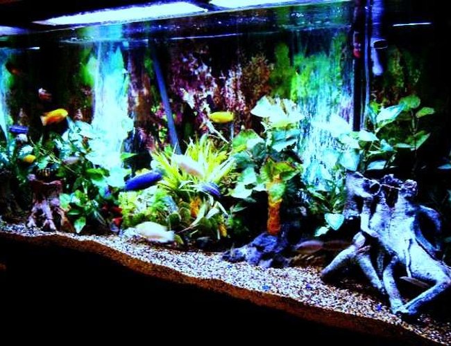 80 gallons freshwater fish tank (mostly fish and non-living decorations) - cichlid tank 80 gallons freshwater fish tank (mostly fish and non-living decorations) - cichlid tank