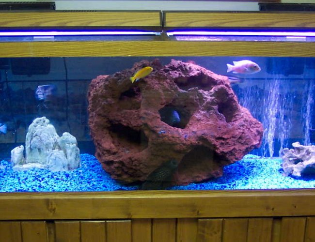 125 gallons freshwater fish tank (mostly fish and non-living decorations) - 125 gallon cichlid tank 125 gallons freshwater fish tank (mostly fish and non-living decorations) - 125 gallon cichlid tank