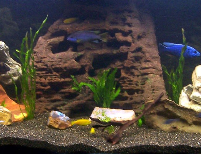 169 gallons freshwater fish tank (mostly fish and non-living decorations) - My 640ltr Cichlid tank 169 gallons freshwater fish tank (mostly fish and non-living decorations) - My 640ltr Cichlid tank