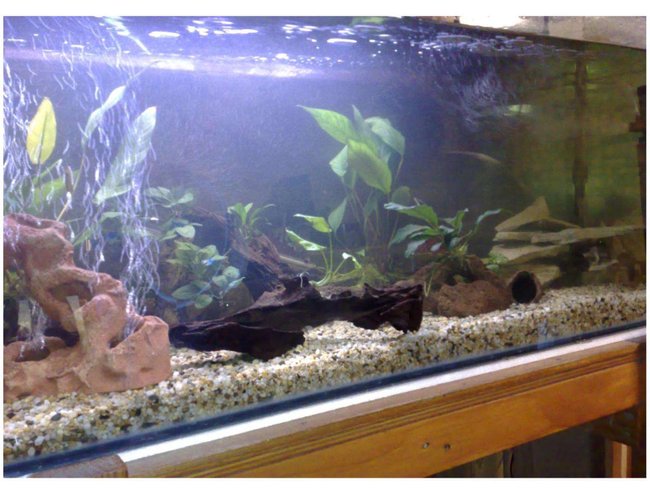 70 gallons freshwater fish tank (mostly fish and non-living decorations) - 4ft 70 gallons freshwater fish tank (mostly fish and non-living decorations) - 4ft