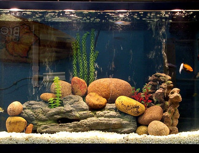 45 gallons freshwater fish tank (mostly fish and non-living decorations) - Better picture, and I moved some stuff around. Some of the guys came out to pose! 45 gallons freshwater fish tank (mostly fish and non-living decorations) - Better picture, and I moved some stuff around. Some of the guys came out to pose!