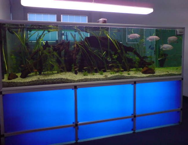 237 gallons freshwater fish tank (mostly fish and non-living decorations) - fishtank in a company!! 237 gallons freshwater fish tank (mostly fish and non-living decorations) - fishtank in a company!!